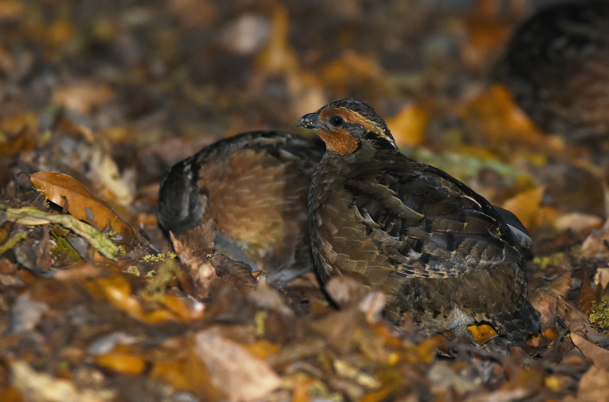 Singing Quail - ML322195401