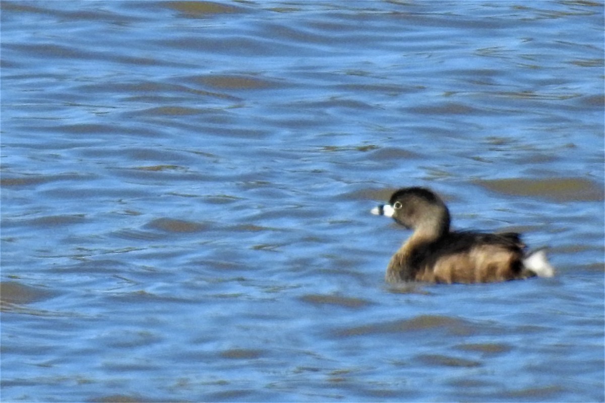 Pied-billed Grebe - ML322196021