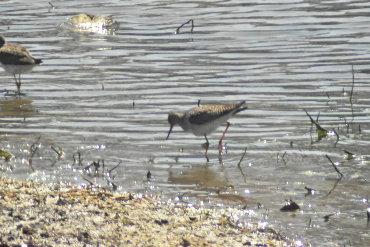 Greater Yellowlegs - ML322197061