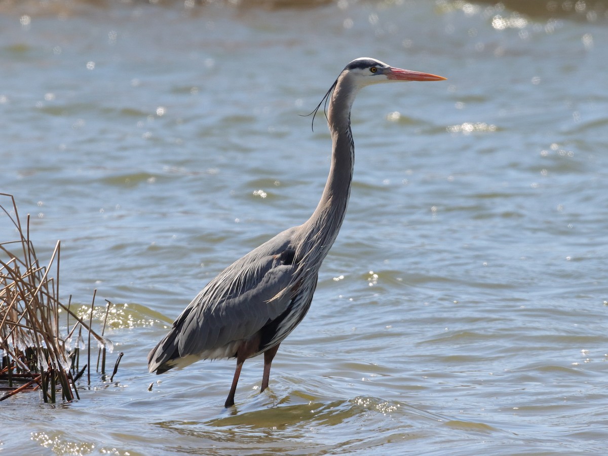 Garza Azulada - ML322197841