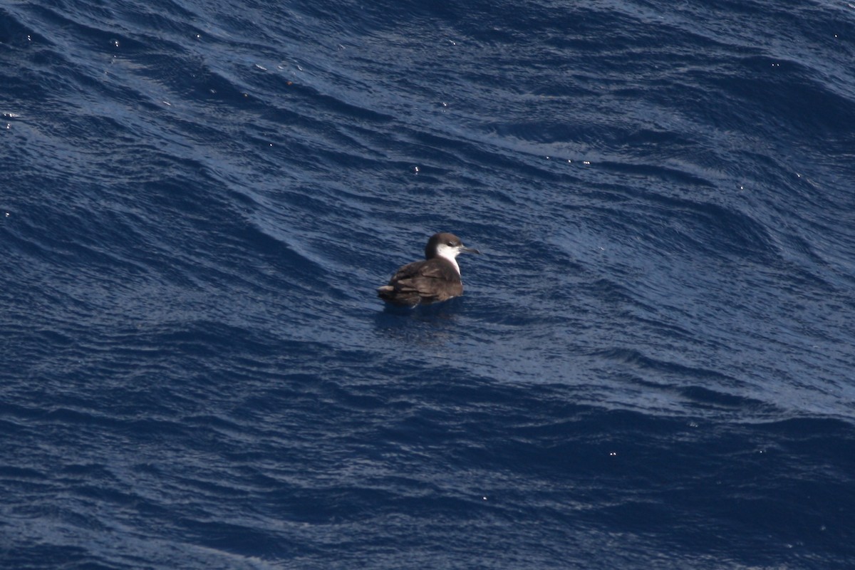 Audubon's Shearwater - David Weber