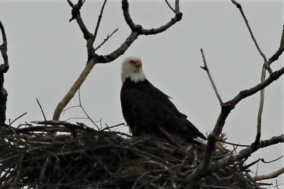 Bald Eagle - Abigail Hobbs