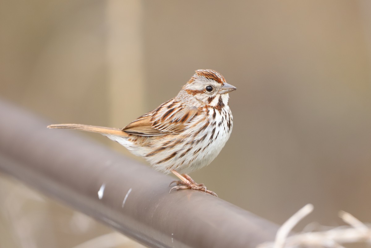 Song Sparrow - ML322200201