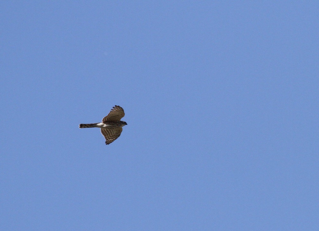 Sharp-shinned Hawk - ML322201361