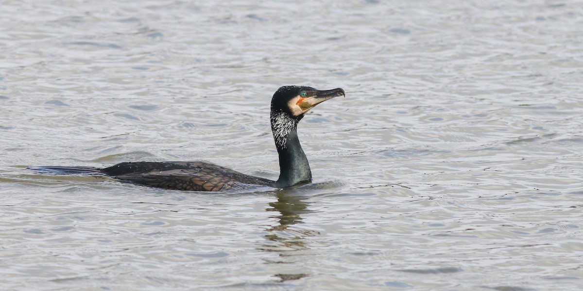 Great Cormorant - ML322201371