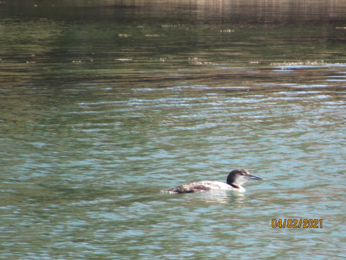 Common Loon - Stan Wakefield