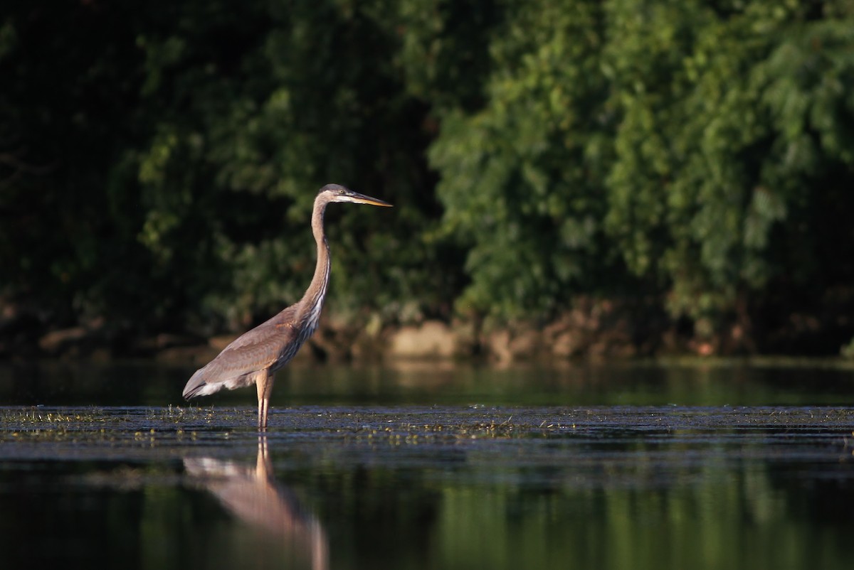 Great Blue Heron - ML32220291