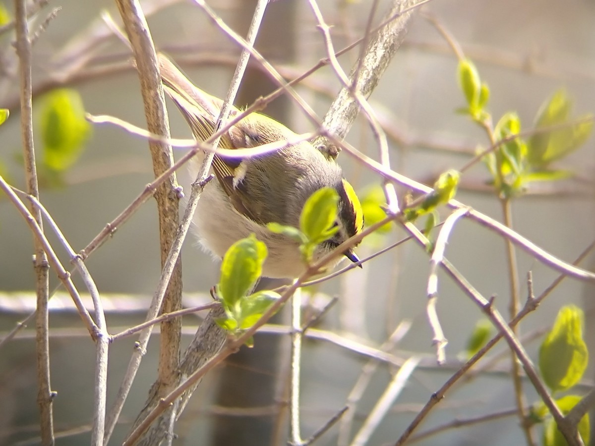 Golden-crowned Kinglet - ML322203451