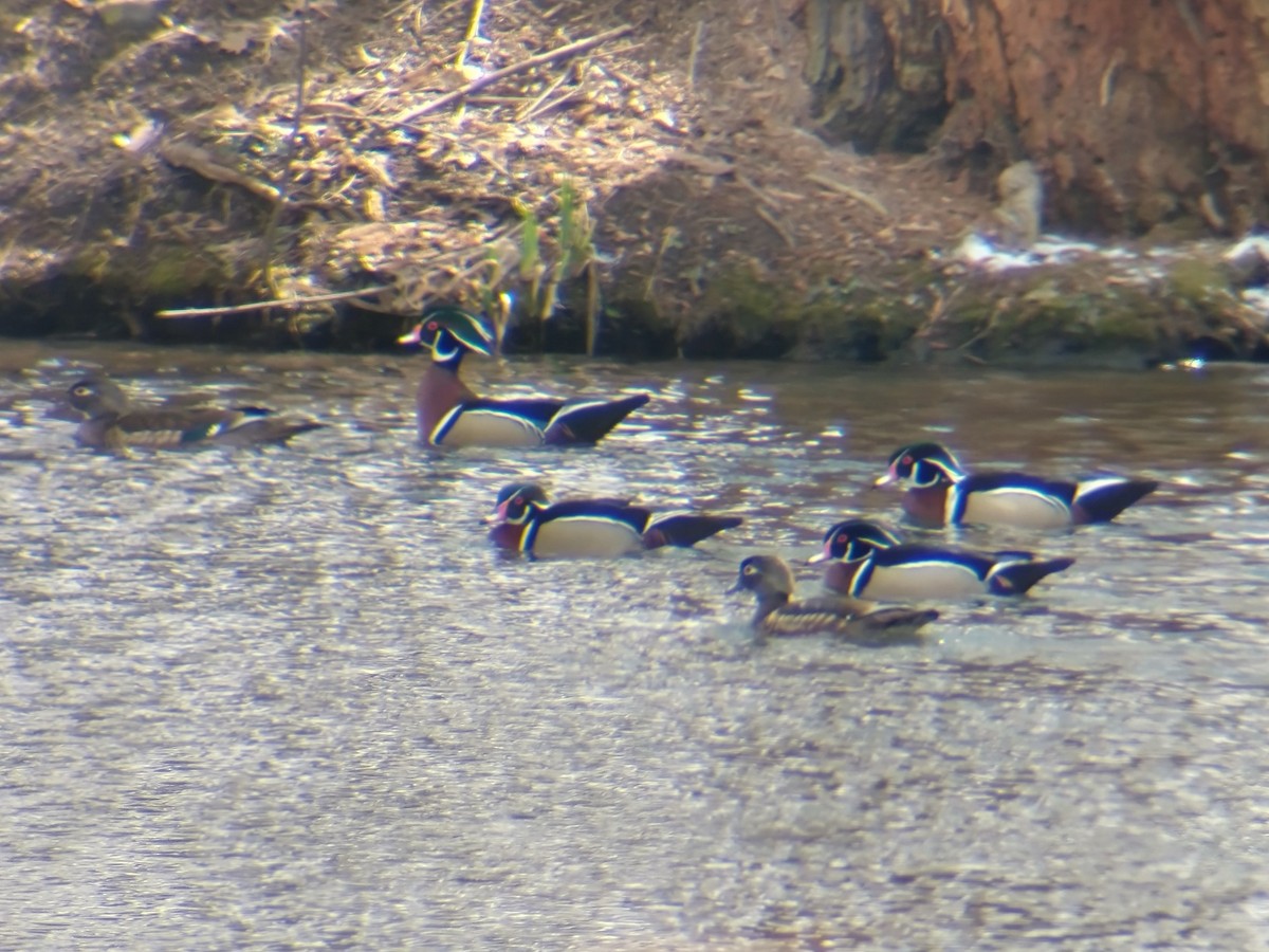 Wood Duck - ML322203501