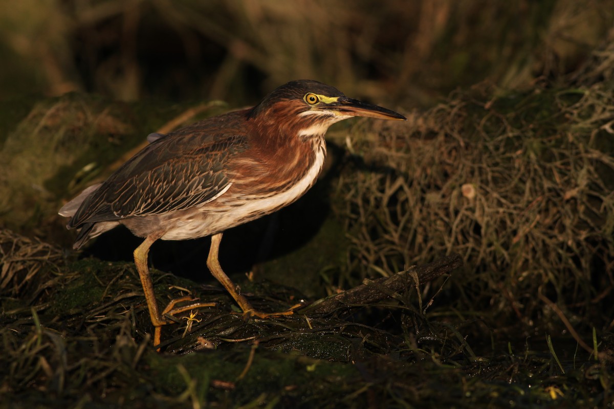 Green Heron - ML32220361