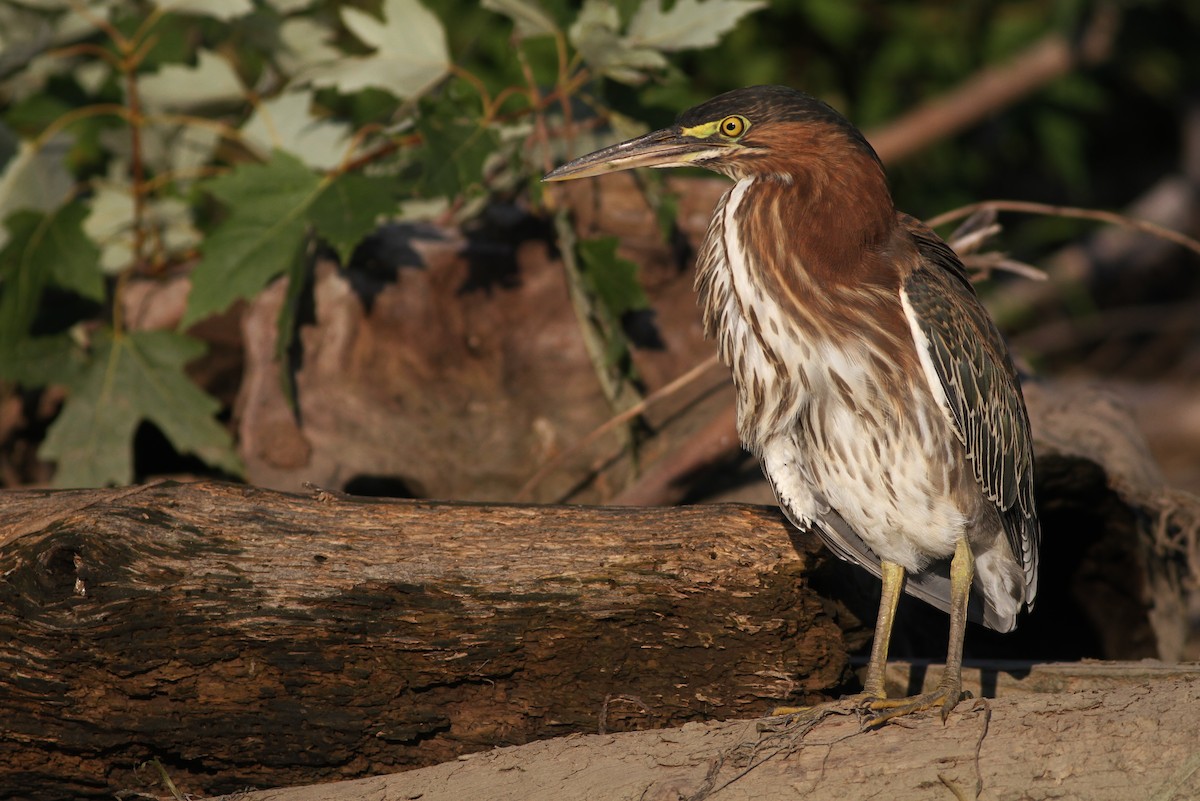 Green Heron - ML32220391