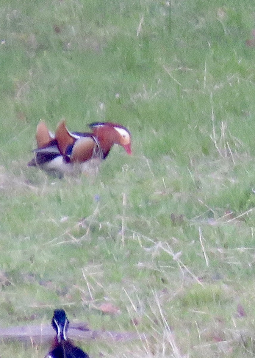 Mandarin Duck - D Saxelby