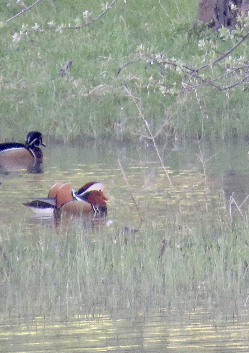 Mandarin Duck - ML322204691