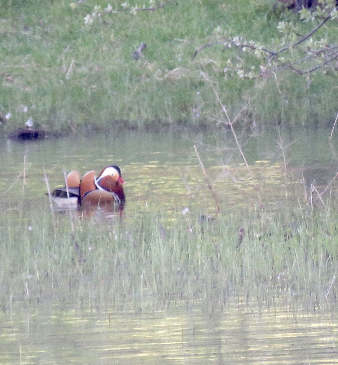 Mandarin Duck - D Saxelby