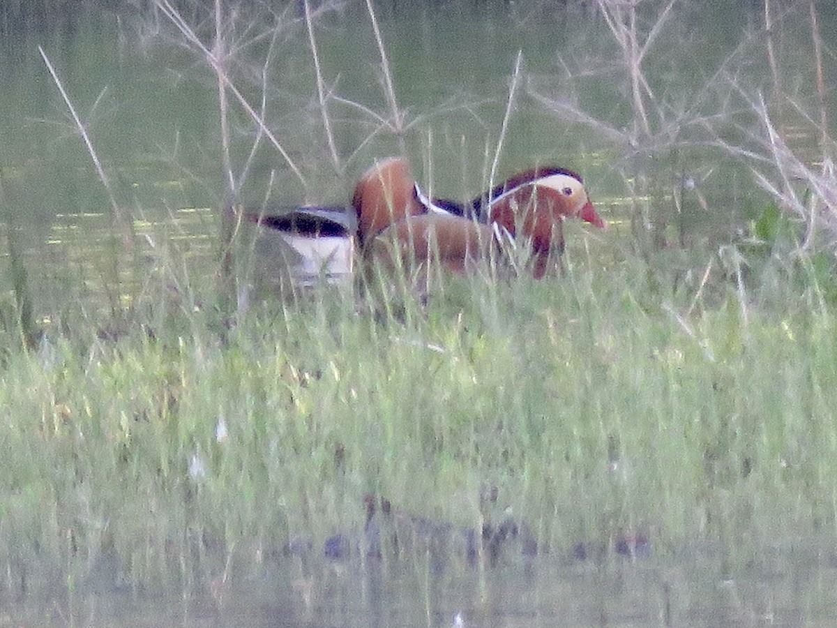 Mandarin Duck - ML322204791