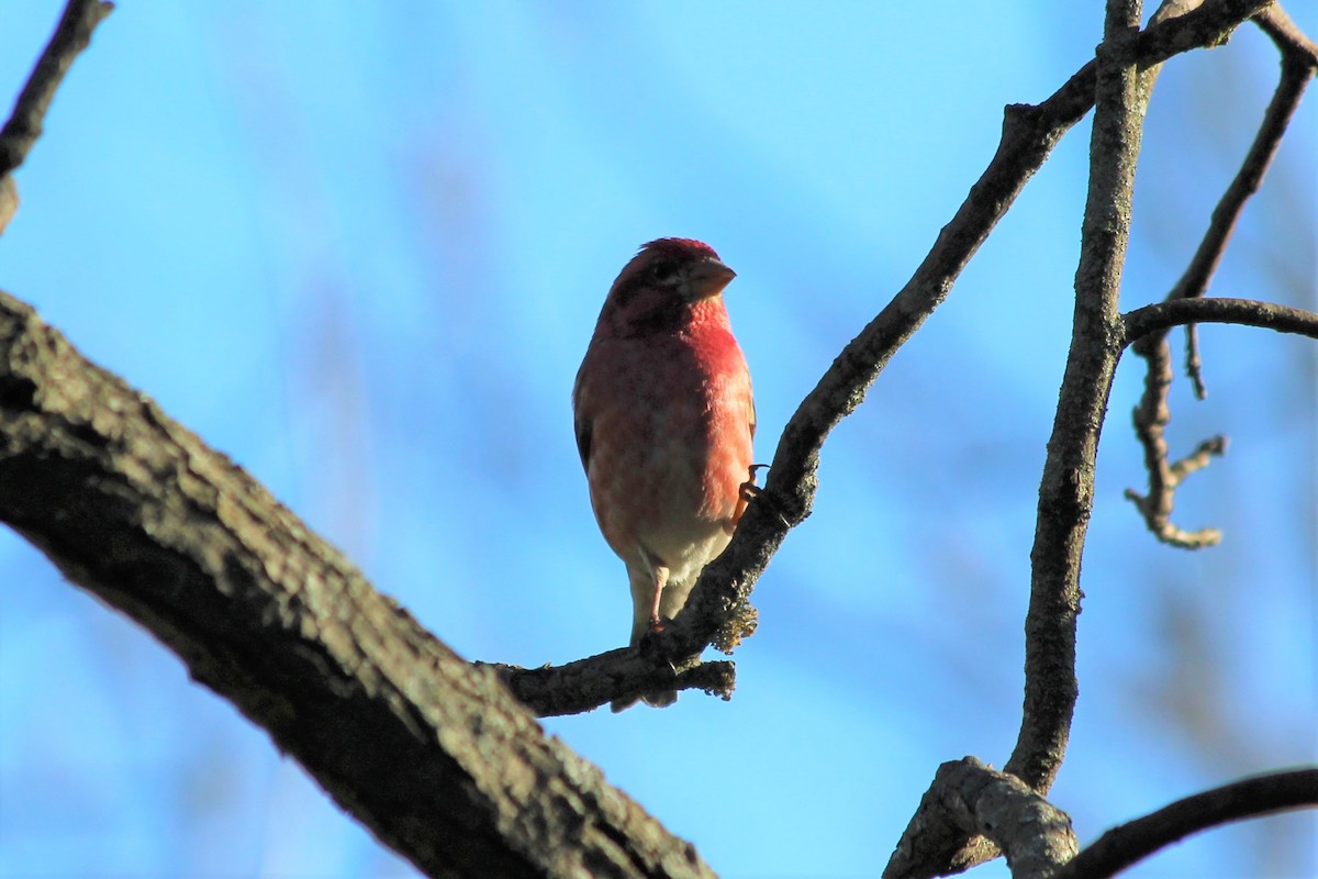 Purple Finch - ML322207931