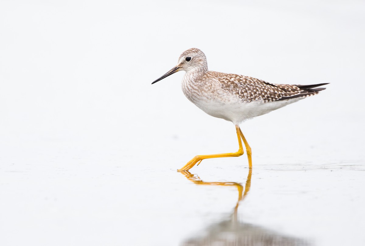 Greater Yellowlegs - Rhys Marsh