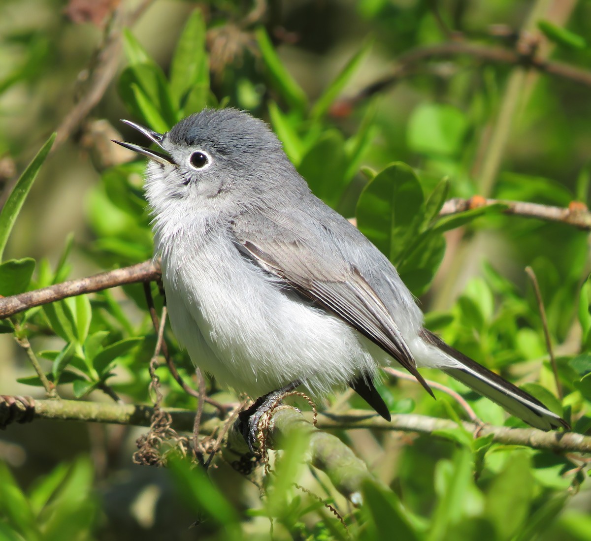 Blue-gray Gnatcatcher - Matthew Krawczyk