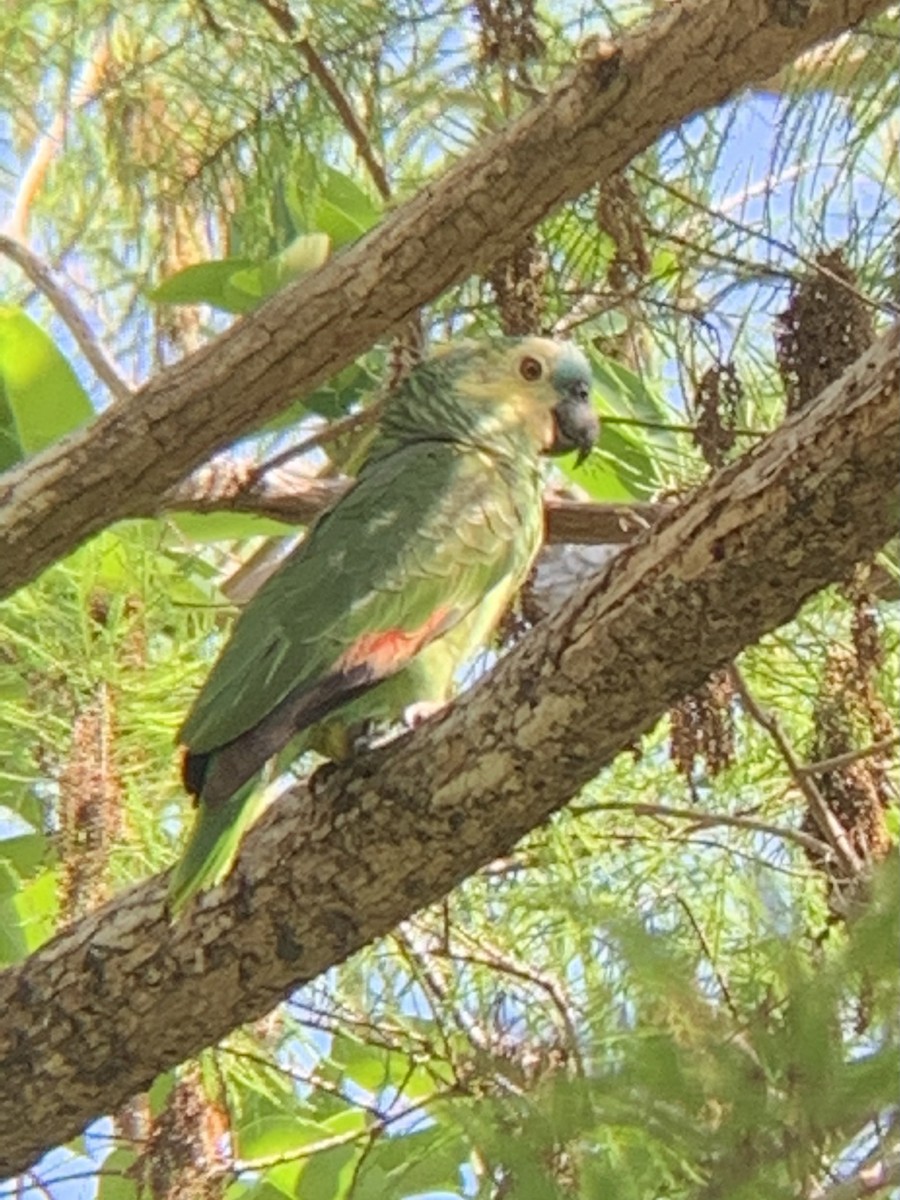 Turquoise-fronted Amazon - ML322208951
