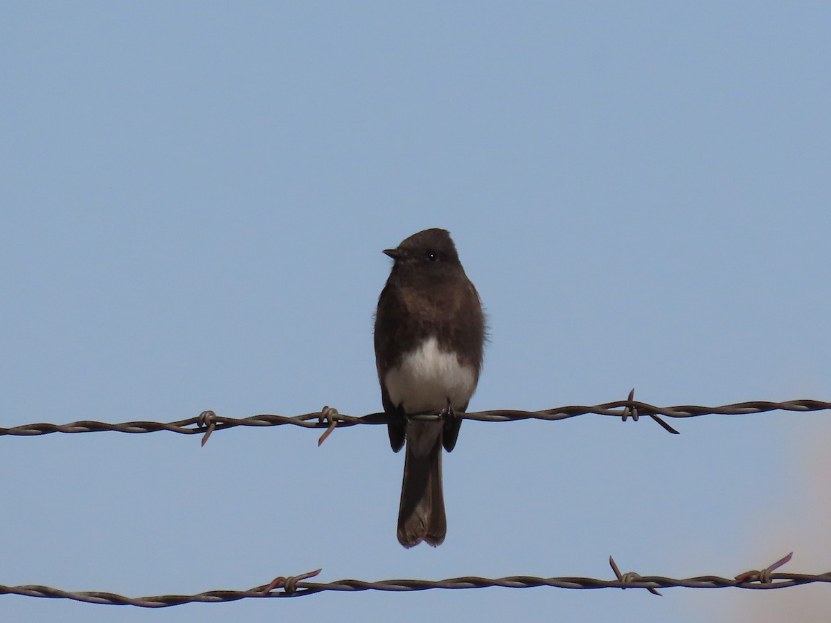 Black Phoebe - ML322210831