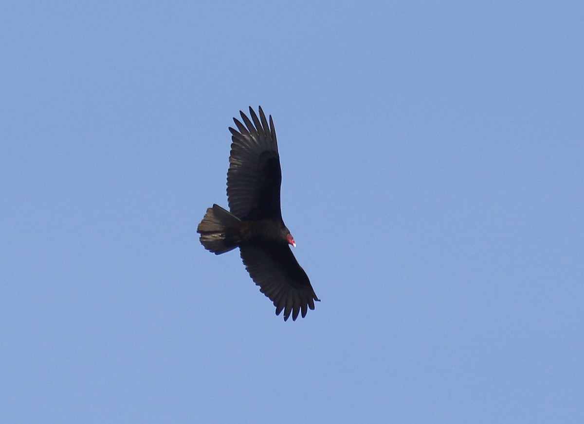 Urubu à tête rouge - ML322212091