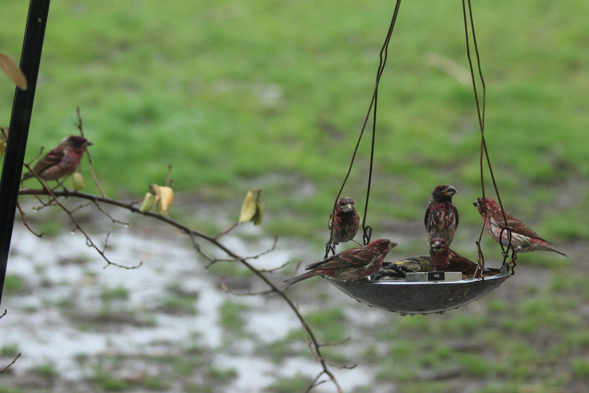 Purple Finch - ML322214111