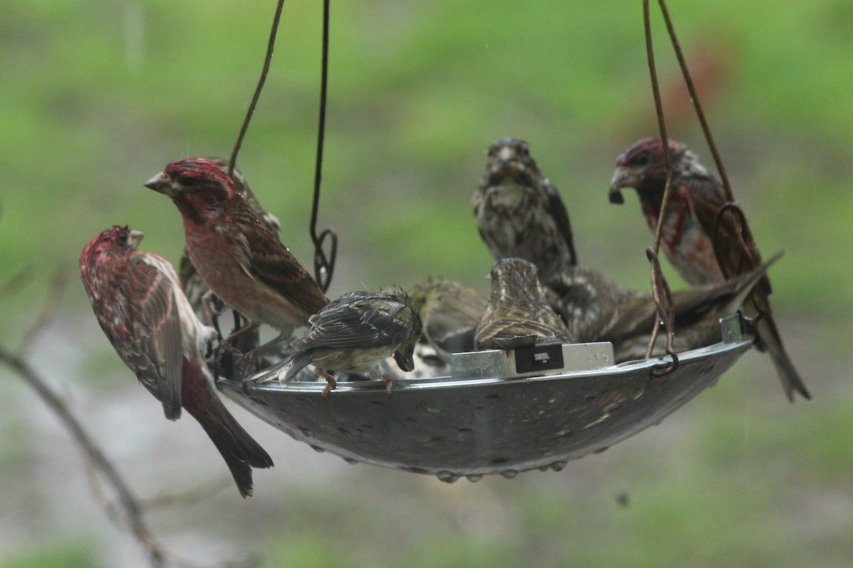 Purple Finch - ML322214141