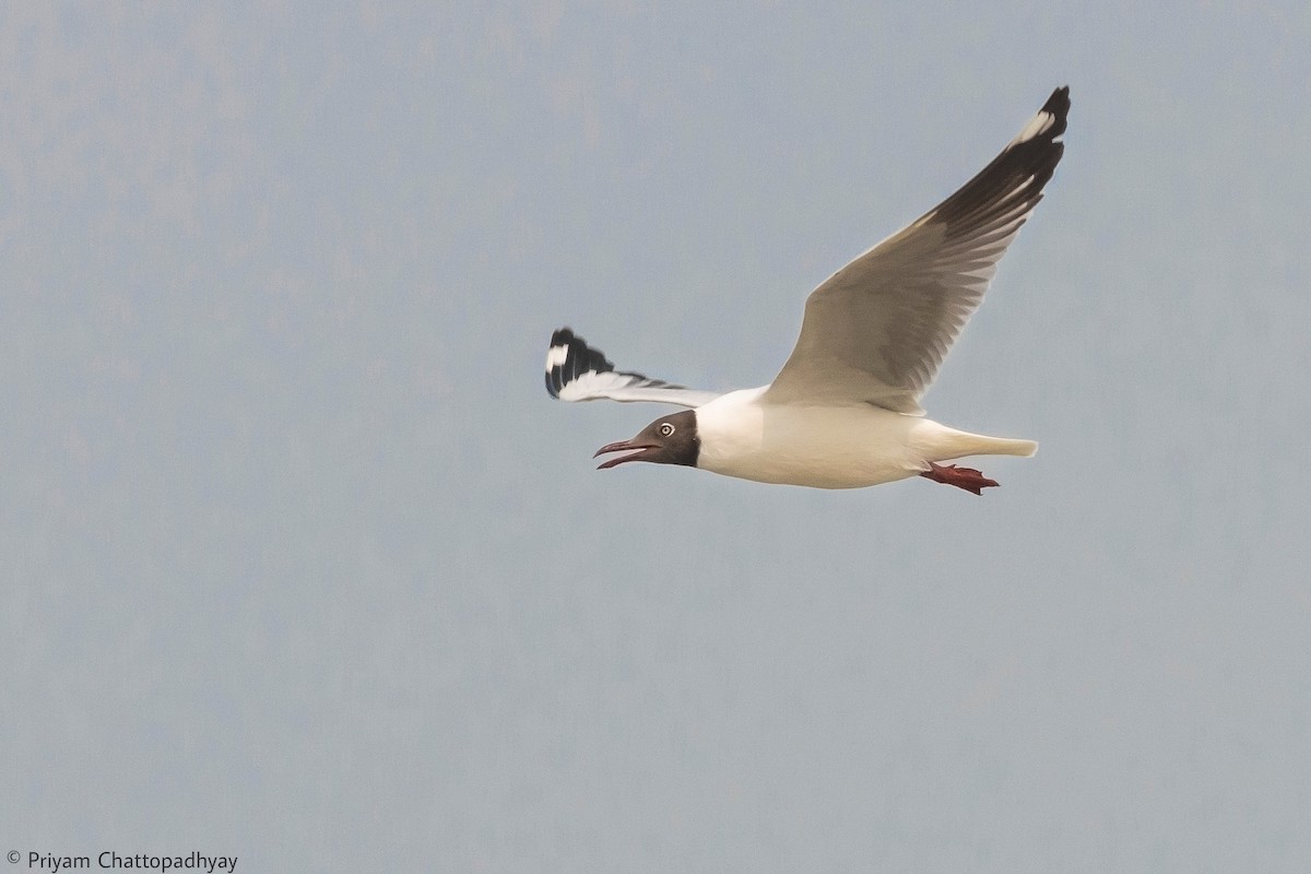 Brown-headed Gull - ML322214781