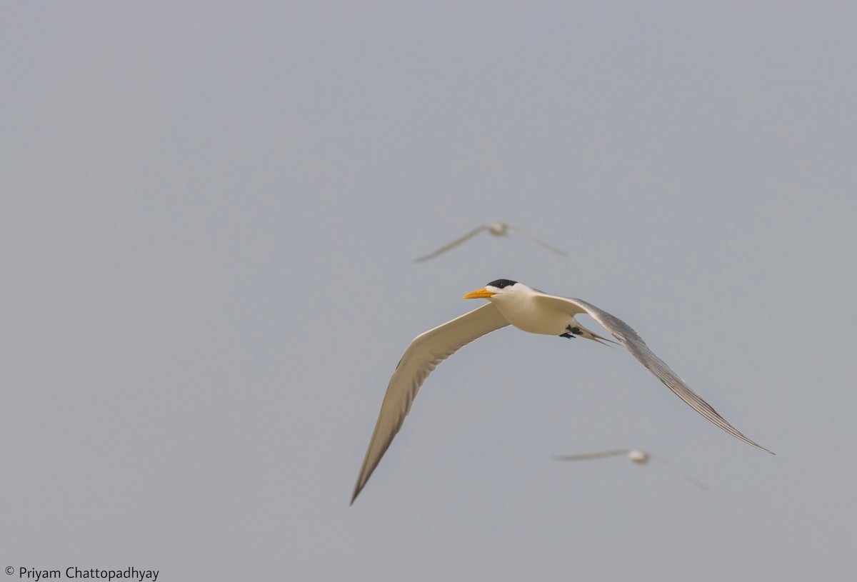 Great Crested Tern - Priyam Chattopadhyay