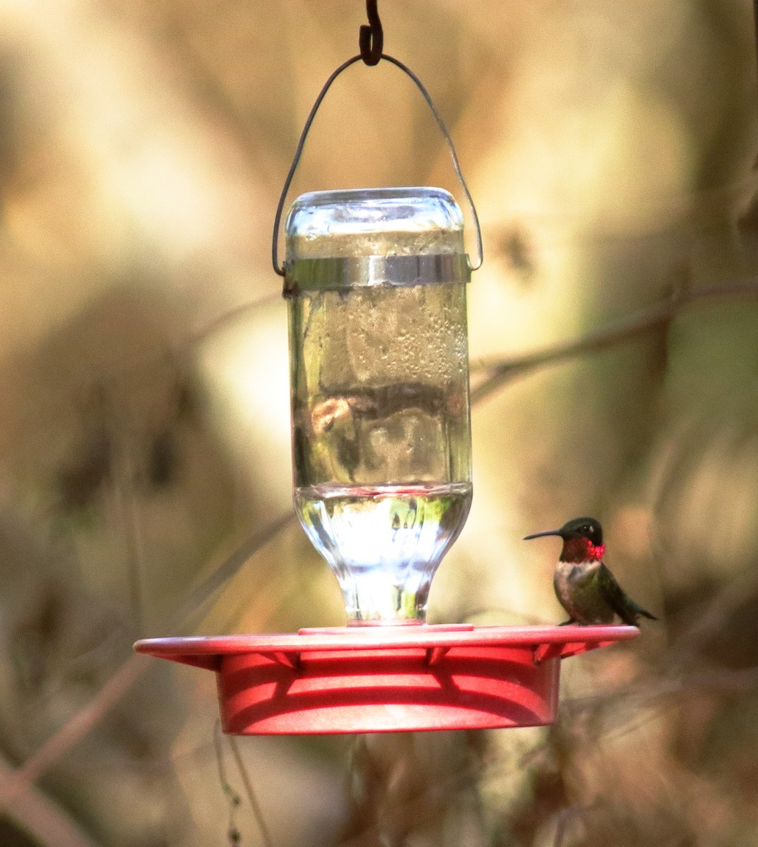 Ruby-throated Hummingbird - ML322214991