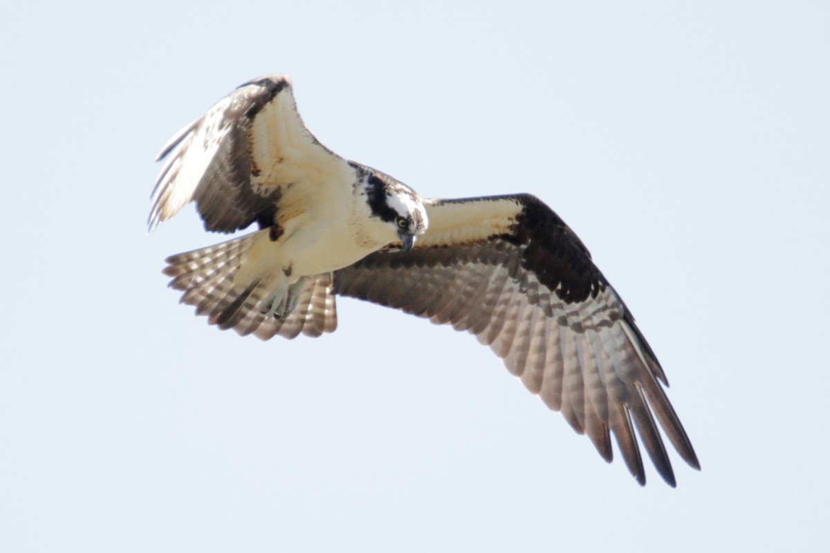 Águila Pescadora - ML322216001