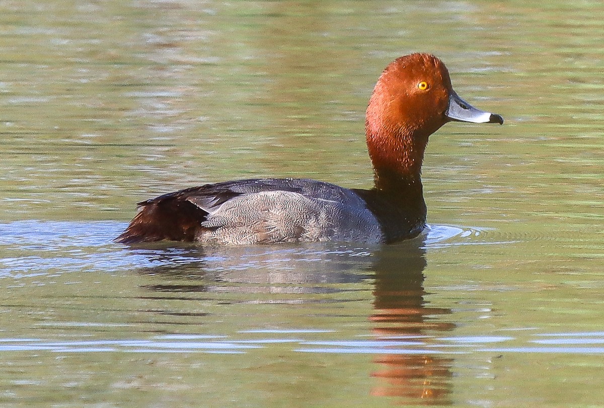 Fuligule à tête rouge - ML322216801