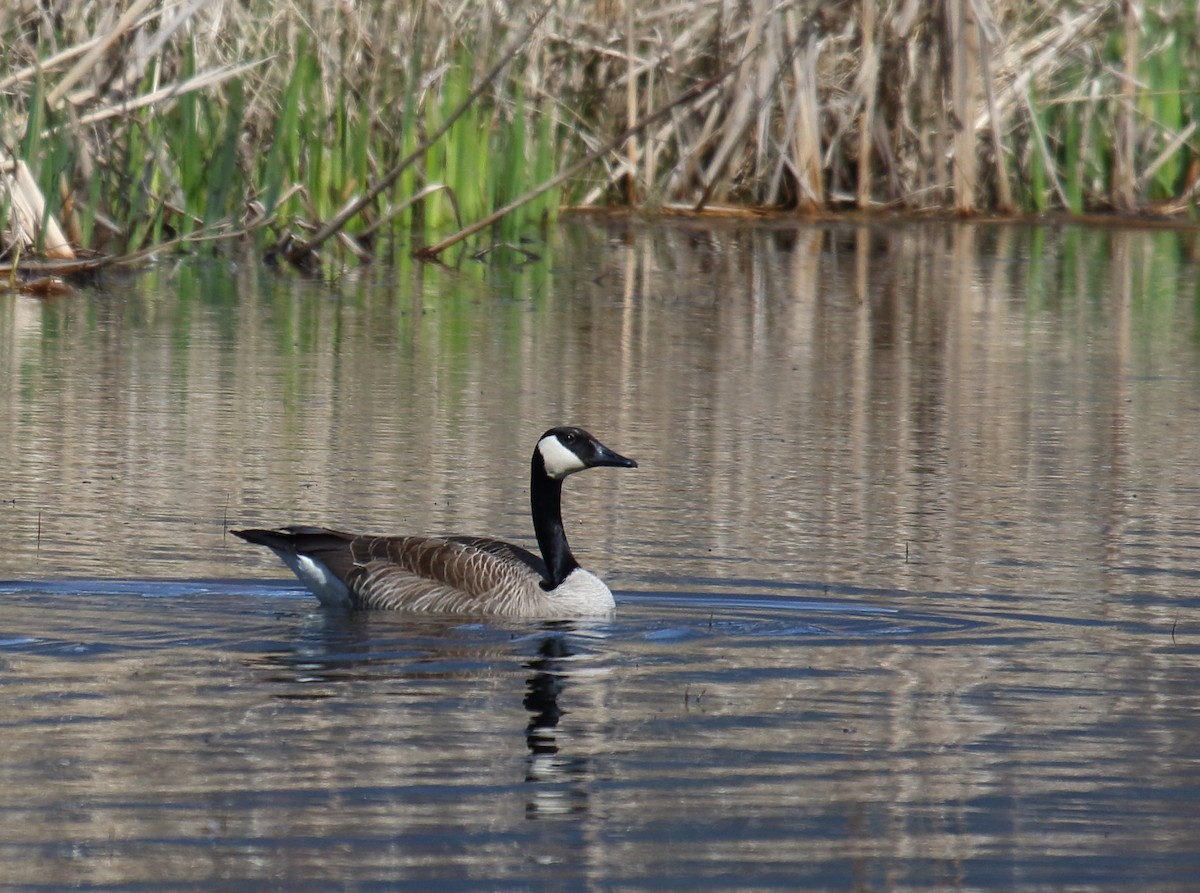 Canada Goose - Greg Gillson