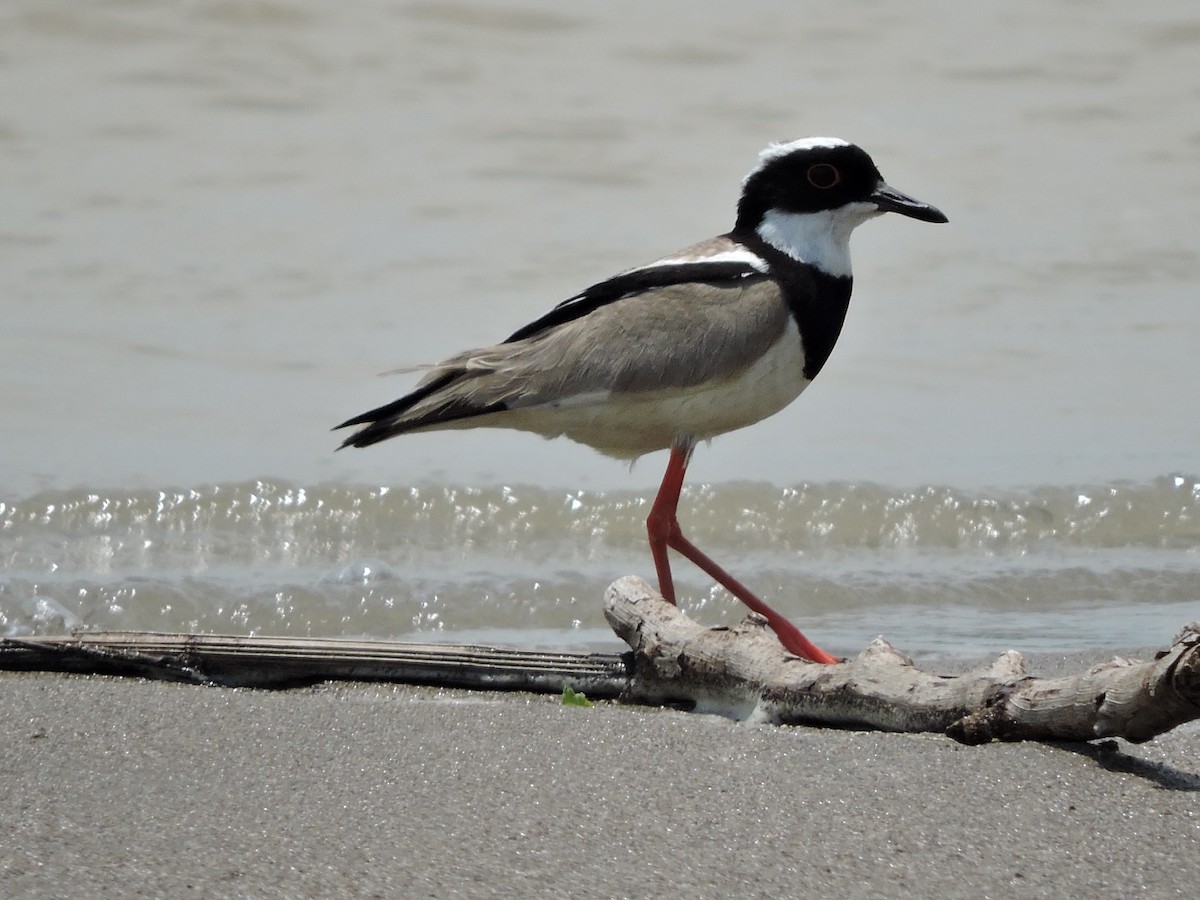 Pied Plover - ML322218201