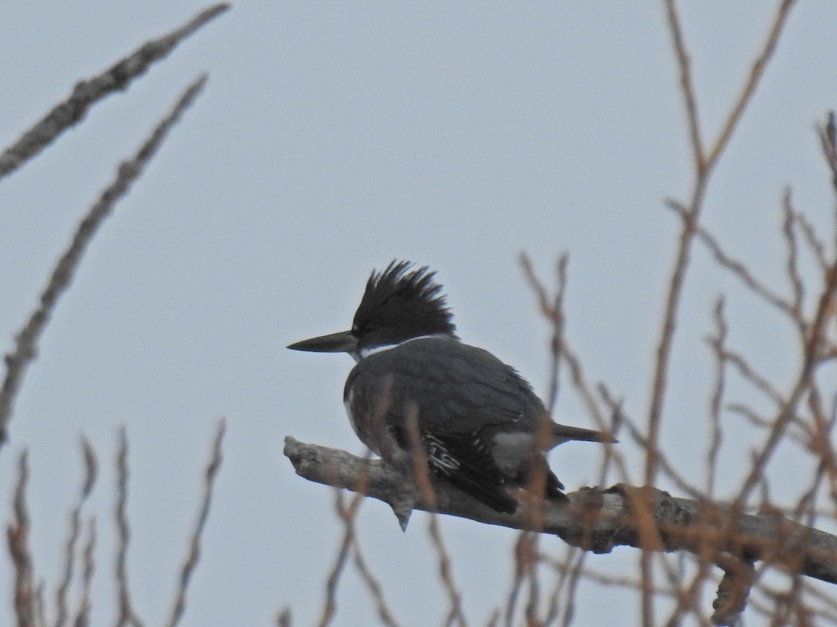 Belted Kingfisher - ML322221671