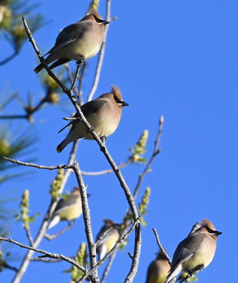 Cedar Waxwing - ML322222721