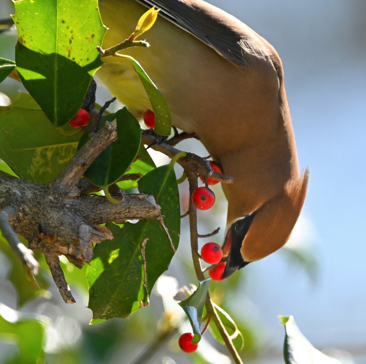 Cedar Waxwing - ML322223061