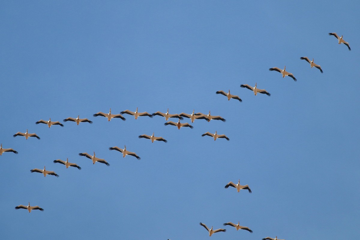 Great White Pelican - ML322223271