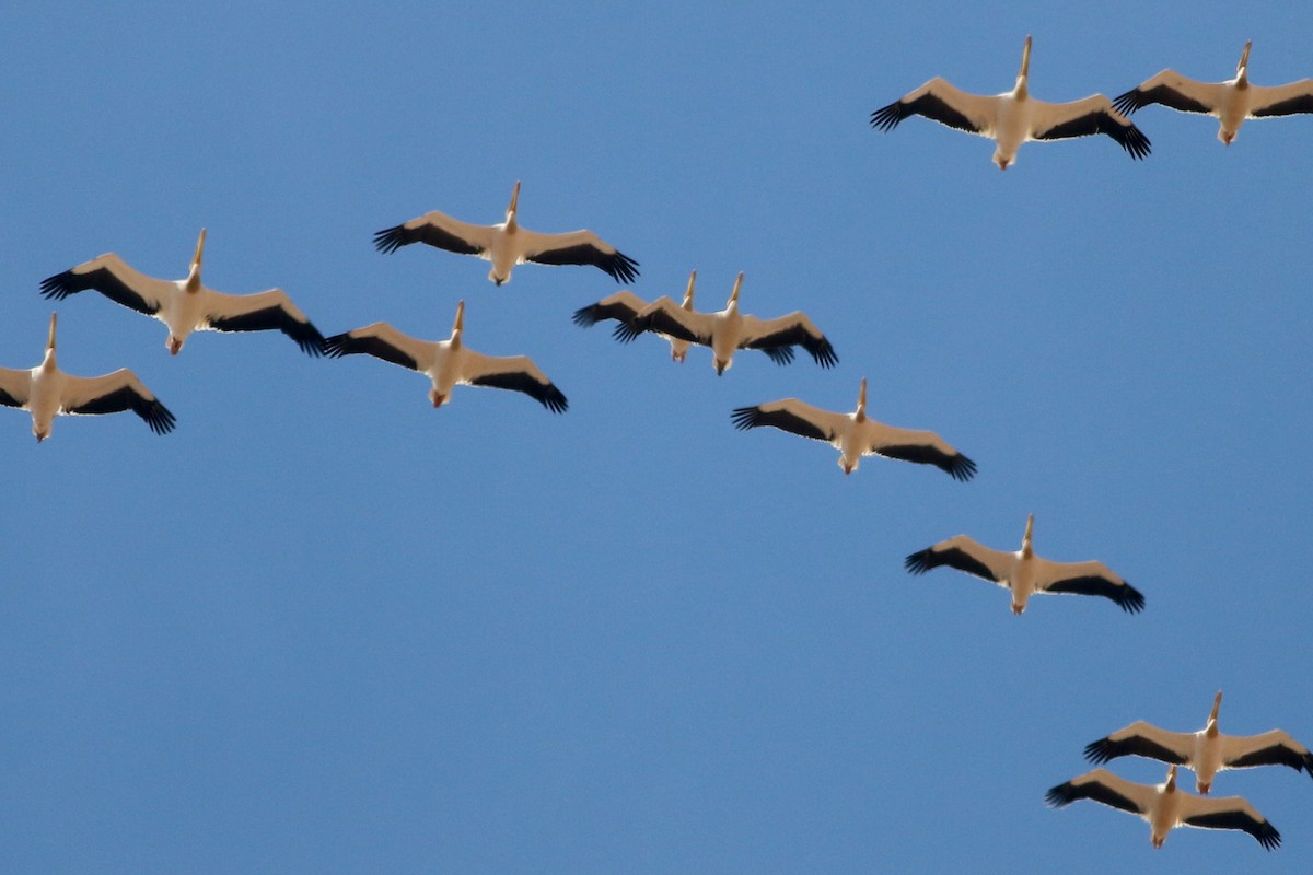 Great White Pelican - ML322223521