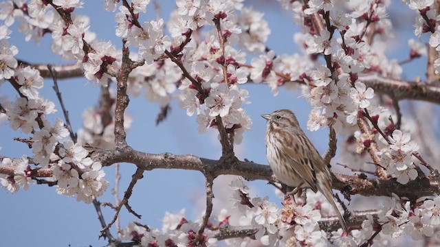 Song Sparrow - ML322223941