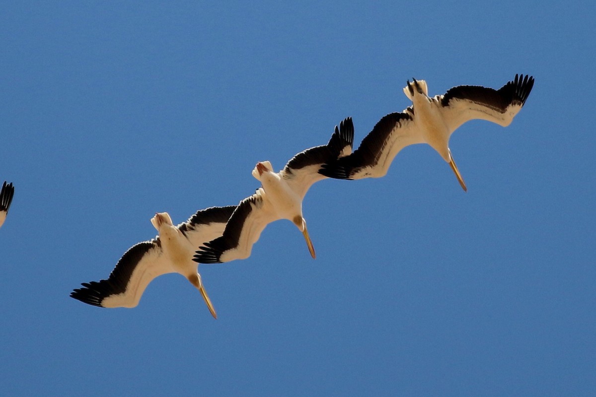 Great White Pelican - ML322224911