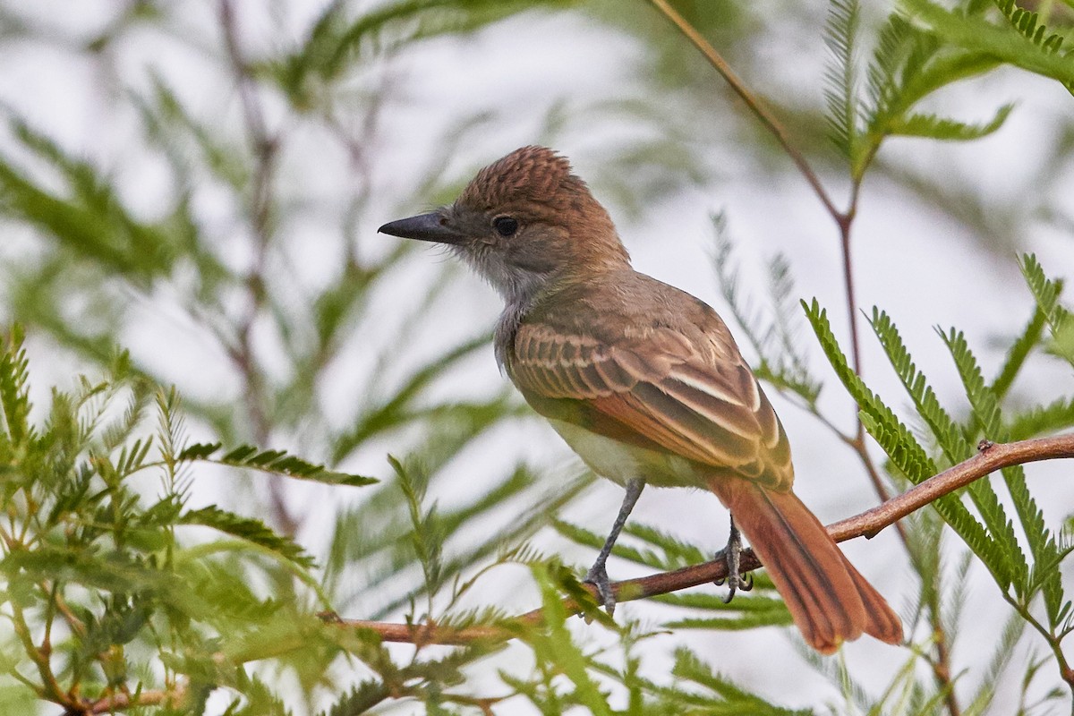 Brown-crested Flycatcher - ML32222511