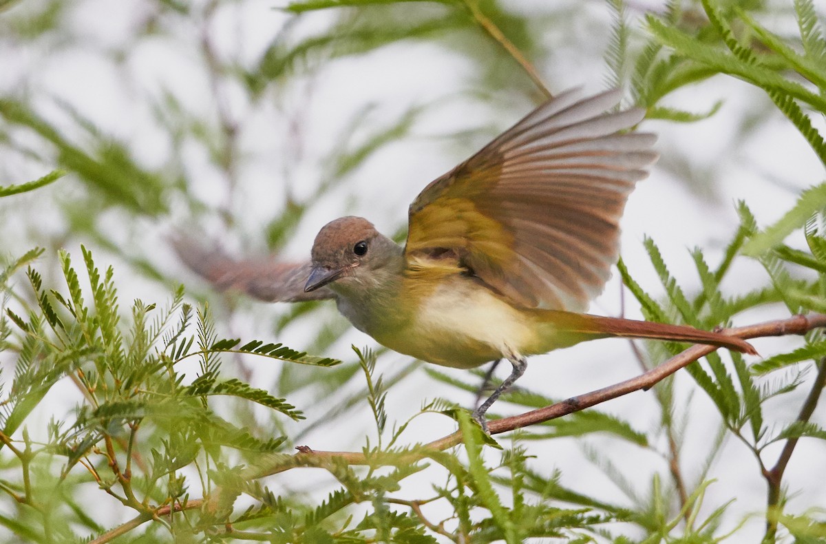 Brown-crested Flycatcher - ML32222521