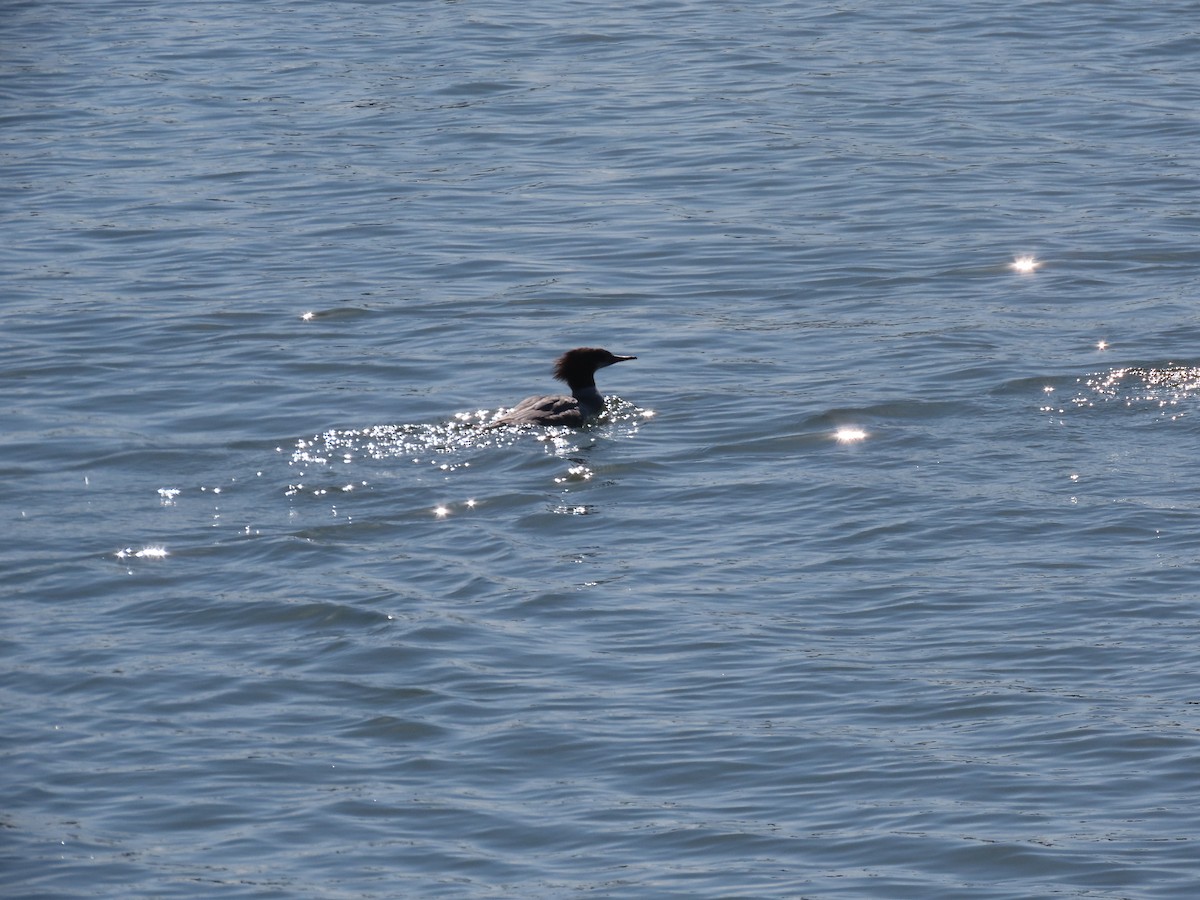 Common Merganser - ML322225631