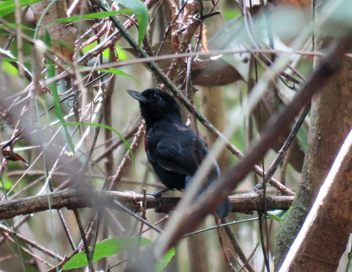 Black Bushbird - ML322226351