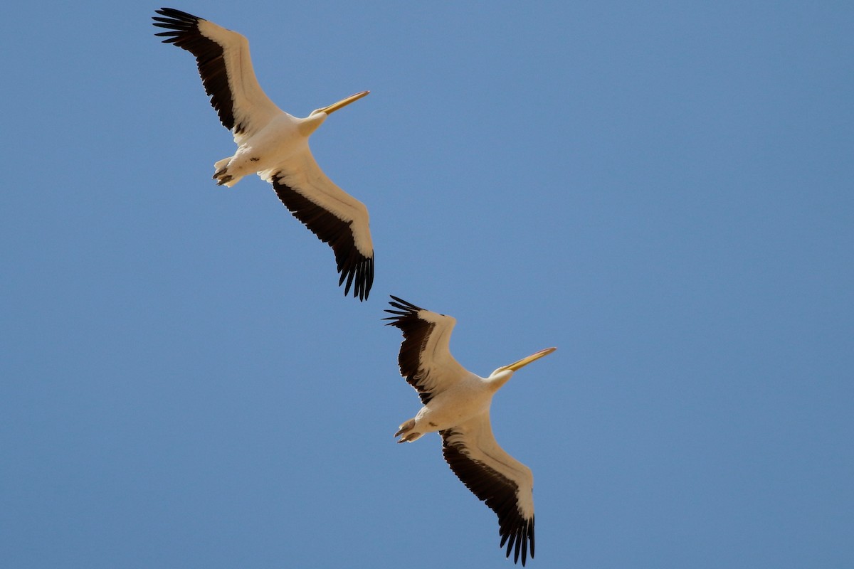 Great White Pelican - ML322226481