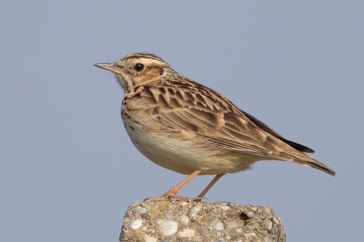 Wood Lark - ML322226761