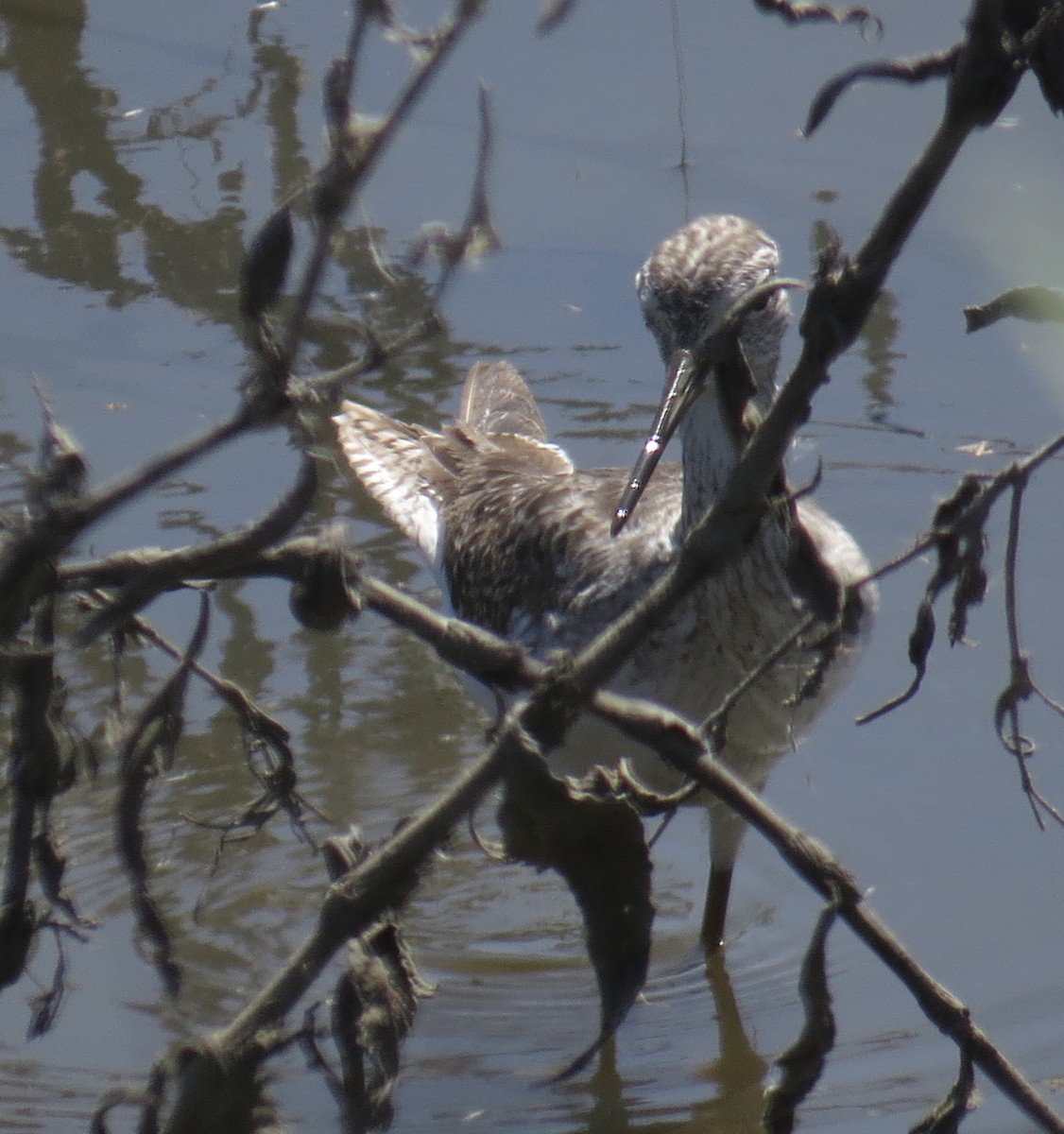 Greater Yellowlegs - ML322228361