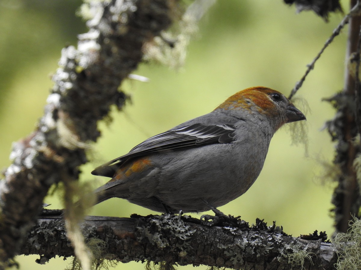 Pine Grosbeak - ML322229851