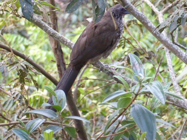 Speckled Chachalaca - ML322230191